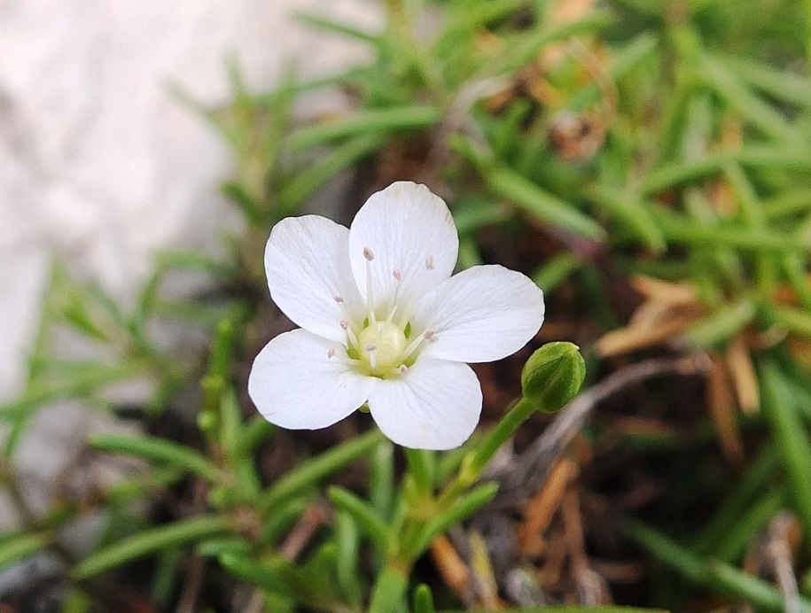 Moehringia bavarica  / Moeringia bavarese
